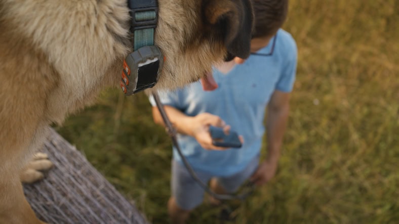 E-Collar Training Tips: How to Train Your Dog, Use a Shock Collar, and Improve Dog Training with an Electronic Collar 14 Daily Mom, Magazine for Families E-Collar Training Tips: How To Train Your Dog, Use A Shock Collar, And Improve Dog Training With An Electronic Collar 13 Daily Mom, Magazine For Families