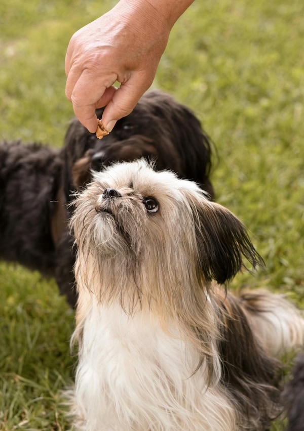 E-Collar Training Tips: How to Train Your Dog, Use a Shock Collar, and Improve Dog Training with an Electronic Collar 6 Daily Mom, Magazine for Families E-Collar Training Tips: How To Train Your Dog, Use A Shock Collar, And Improve Dog Training With An Electronic Collar 5 Daily Mom, Magazine For Families
