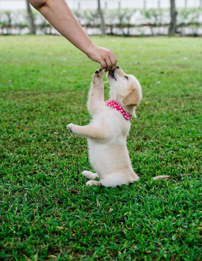 E-Collar Training Tips: How to Train Your Dog, Use a Shock Collar, and Improve Dog Training with an Electronic Collar 11 Daily Mom, Magazine for Families E-Collar Training Tips: How To Train Your Dog, Use A Shock Collar, And Improve Dog Training With An Electronic Collar 10 Daily Mom, Magazine For Families