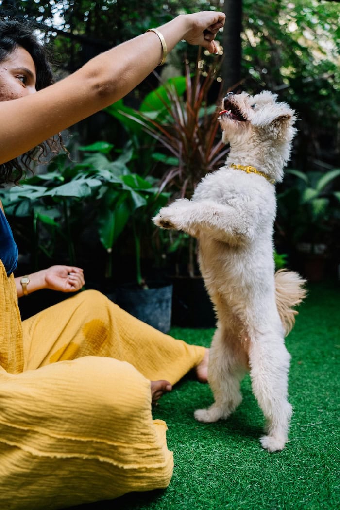 Dog Teaches Puppy