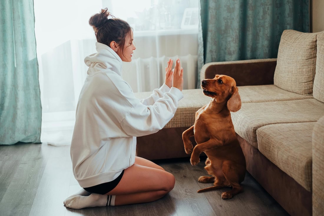 Dog Tricks To Teach Puppy
