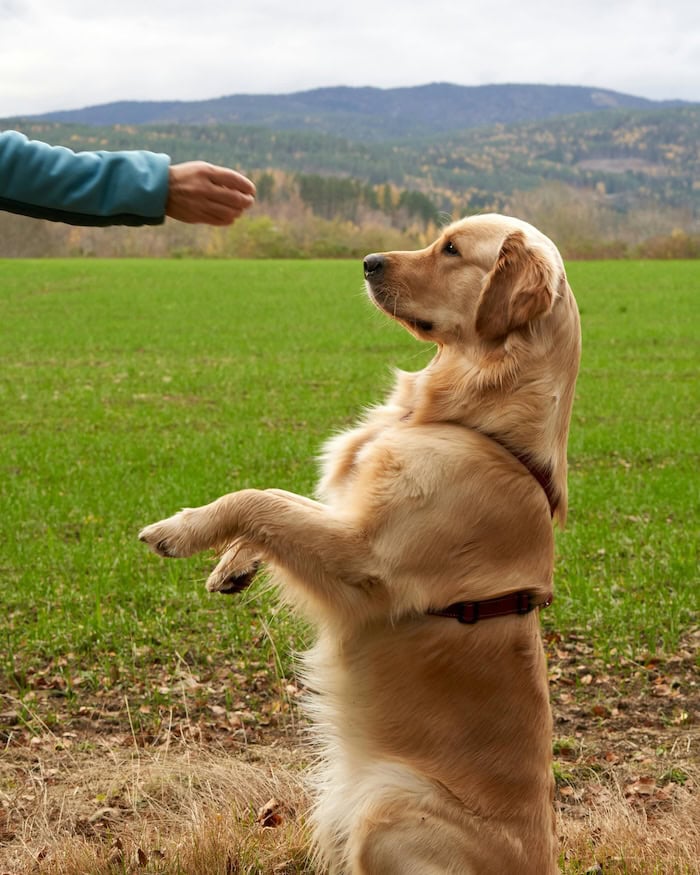 Dog Teaches Puppy