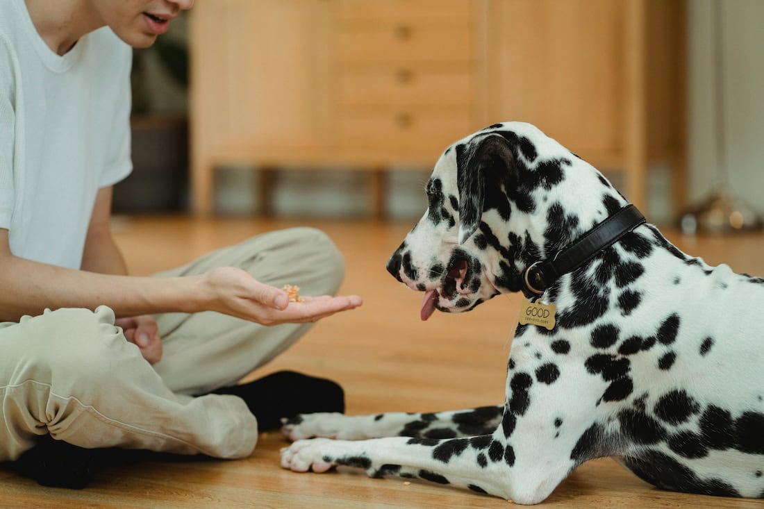E-Collar Training Tips: How to Train Your Dog, Use a Shock Collar, and Improve Dog Training with an Electronic Collar 18 Daily Mom, Magazine for Families E-Collar Training Tips: How To Train Your Dog, Use A Shock Collar, And Improve Dog Training With An Electronic Collar 17 Daily Mom, Magazine For Families