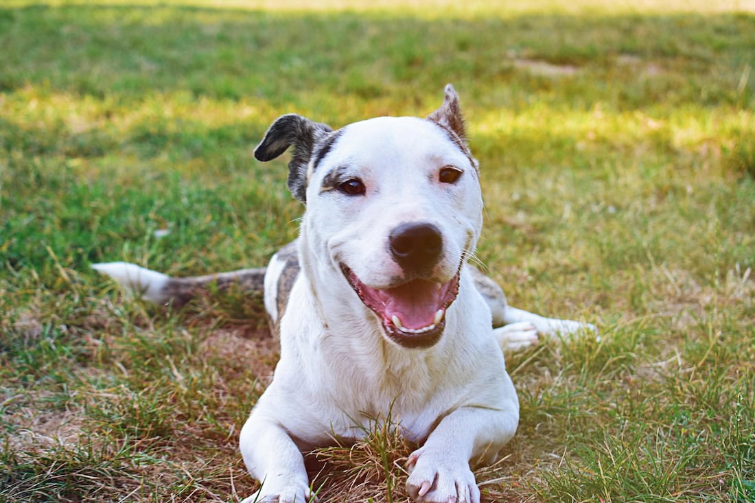 Easy Tricks To Teach Your Dog: Fun Commands For Puppies, Pros, And Old Dogs Too 3 Daily Mom, Magazine For Families
