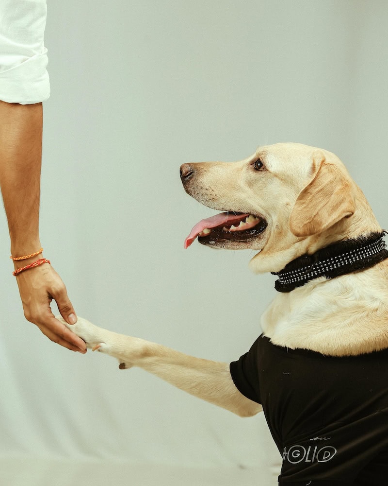 Easy Tricks To Teach Your Dog: Fun Commands For Puppies, Pros, And Old Dogs Too 1 Daily Mom, Magazine For Families