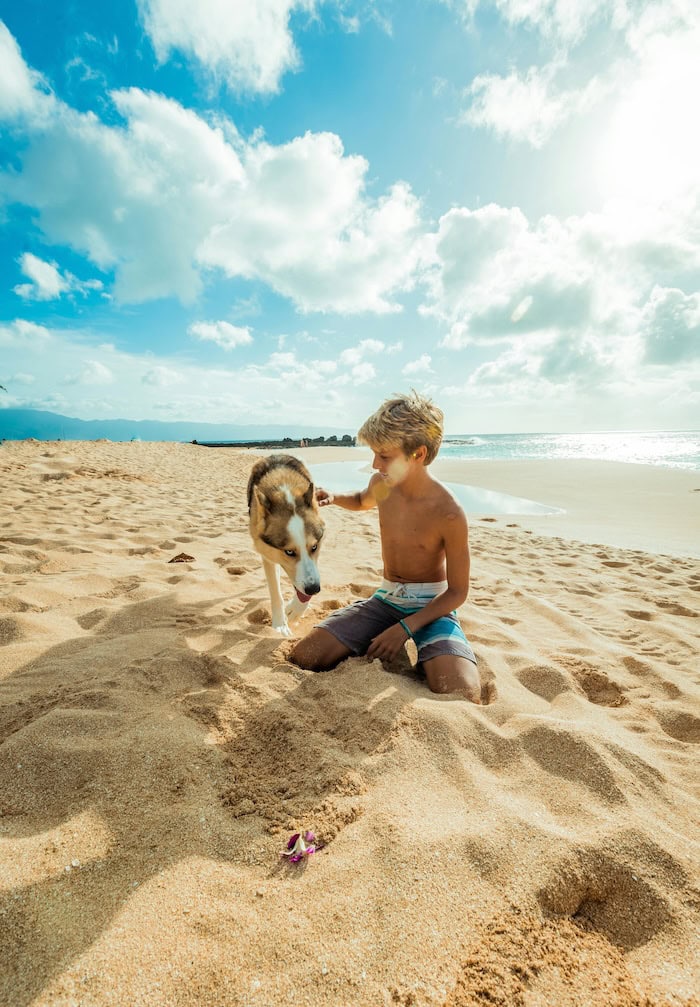Easy Tricks To Teach Your Dog: Fun Commands For Puppies, Pros, And Old Dogs Too 5 Daily Mom, Magazine For Families