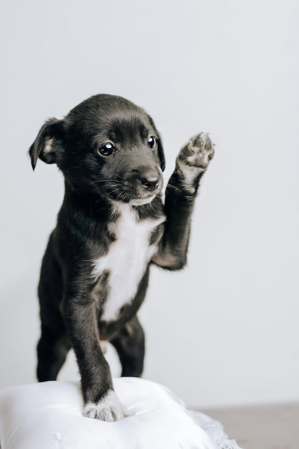 E-Collar Training Tips: How to Train Your Dog, Use a Shock Collar, and Improve Dog Training with an Electronic Collar 7 Daily Mom, Magazine for Families E-Collar Training Tips: How To Train Your Dog, Use A Shock Collar, And Improve Dog Training With An Electronic Collar 6 Daily Mom, Magazine For Families