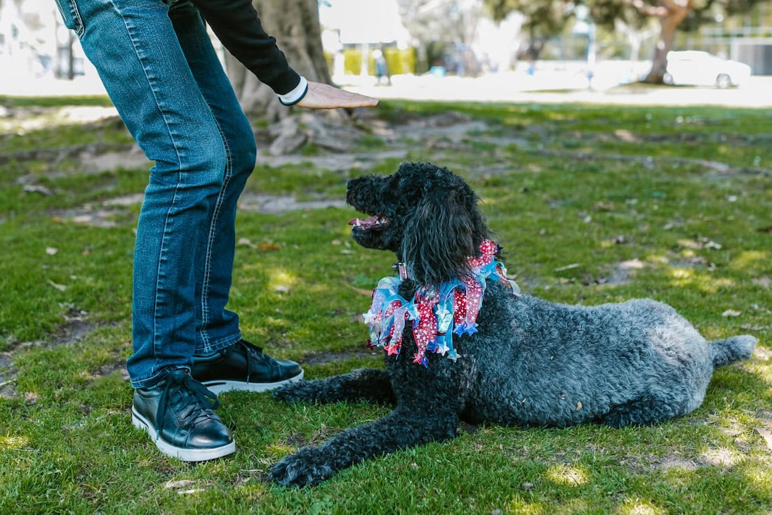 E-Collar Training Tips: How to Train Your Dog, Use a Shock Collar, and Improve Dog Training with an Electronic Collar 19 Daily Mom, Magazine for Families E-Collar Training Tips: How To Train Your Dog, Use A Shock Collar, And Improve Dog Training With An Electronic Collar 18 Daily Mom, Magazine For Families