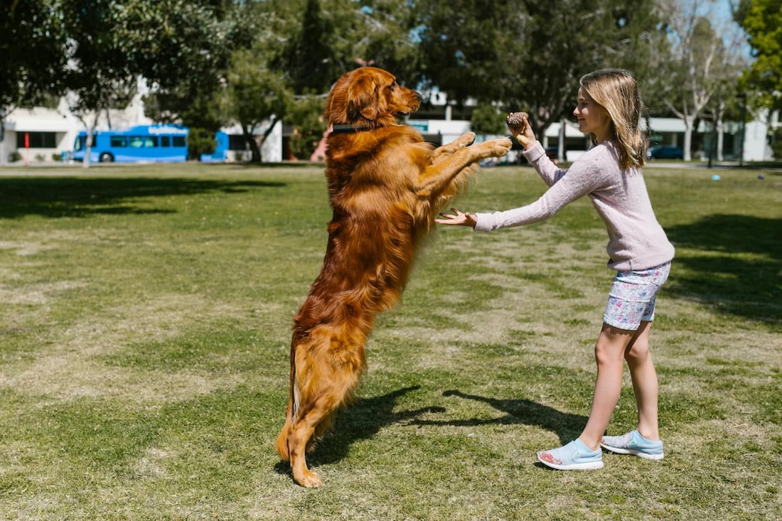 E-Collar Training Tips: How to Train Your Dog, Use a Shock Collar, and Improve Dog Training with an Electronic Collar 17 Daily Mom, Magazine for Families E-Collar Training Tips: How To Train Your Dog, Use A Shock Collar, And Improve Dog Training With An Electronic Collar 16 Daily Mom, Magazine For Families