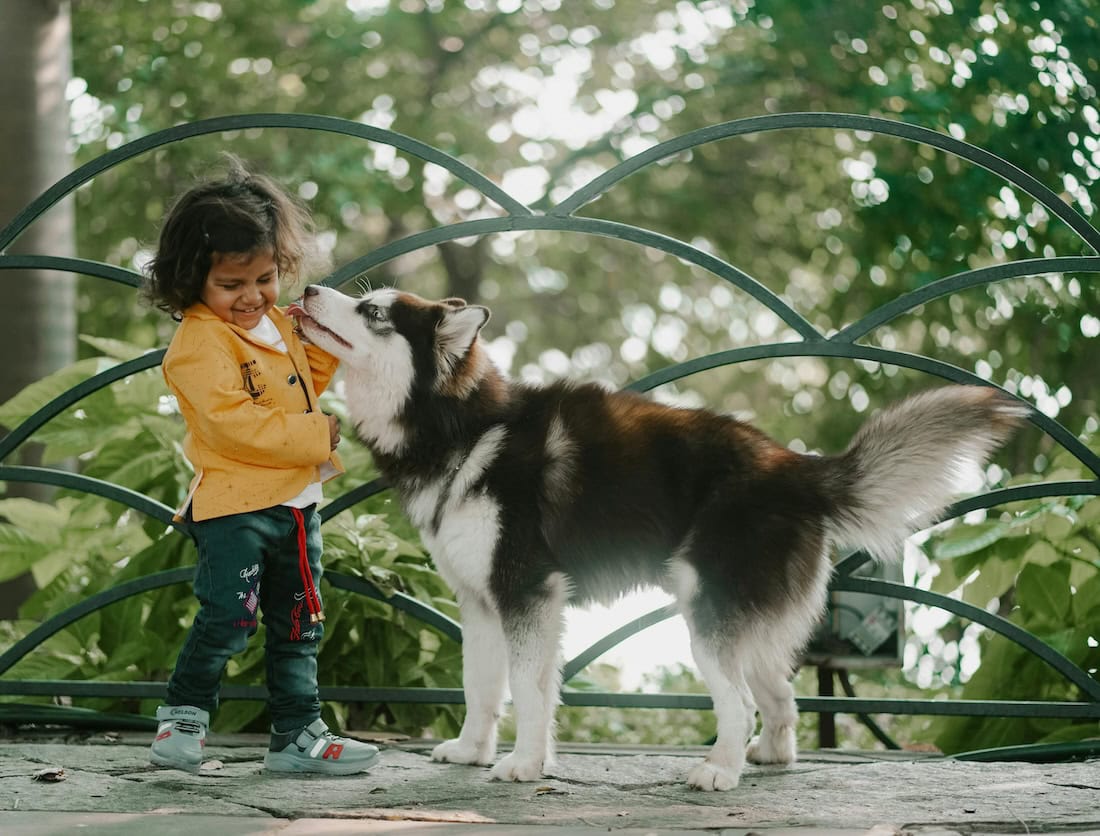 Easy Tricks To Teach Your Dog: Fun Commands For Puppies, Pros, And Old Dogs Too 7 Daily Mom, Magazine For Families