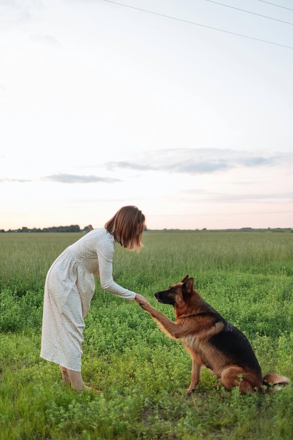 E-Collar Training Tips: How to Train Your Dog, Use a Shock Collar, and Improve Dog Training with an Electronic Collar 8 Daily Mom, Magazine for Families E-Collar Training Tips: How To Train Your Dog, Use A Shock Collar, And Improve Dog Training With An Electronic Collar 7 Daily Mom, Magazine For Families