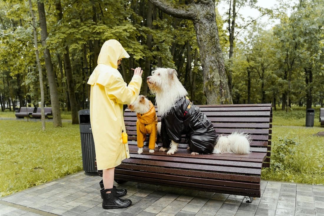 E-Collar Training Tips: How to Train Your Dog, Use a Shock Collar, and Improve Dog Training with an Electronic Collar 4 Daily Mom, Magazine for Families E-Collar Training Tips: How To Train Your Dog, Use A Shock Collar, And Improve Dog Training With An Electronic Collar 3 Daily Mom, Magazine For Families