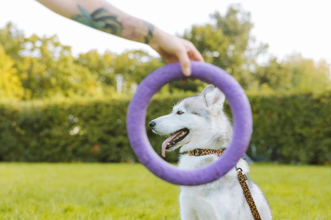 E-Collar Training Tips: How to Train Your Dog, Use a Shock Collar, and Improve Dog Training with an Electronic Collar 16 Daily Mom, Magazine for Families E-Collar Training Tips: How To Train Your Dog, Use A Shock Collar, And Improve Dog Training With An Electronic Collar 15 Daily Mom, Magazine For Families