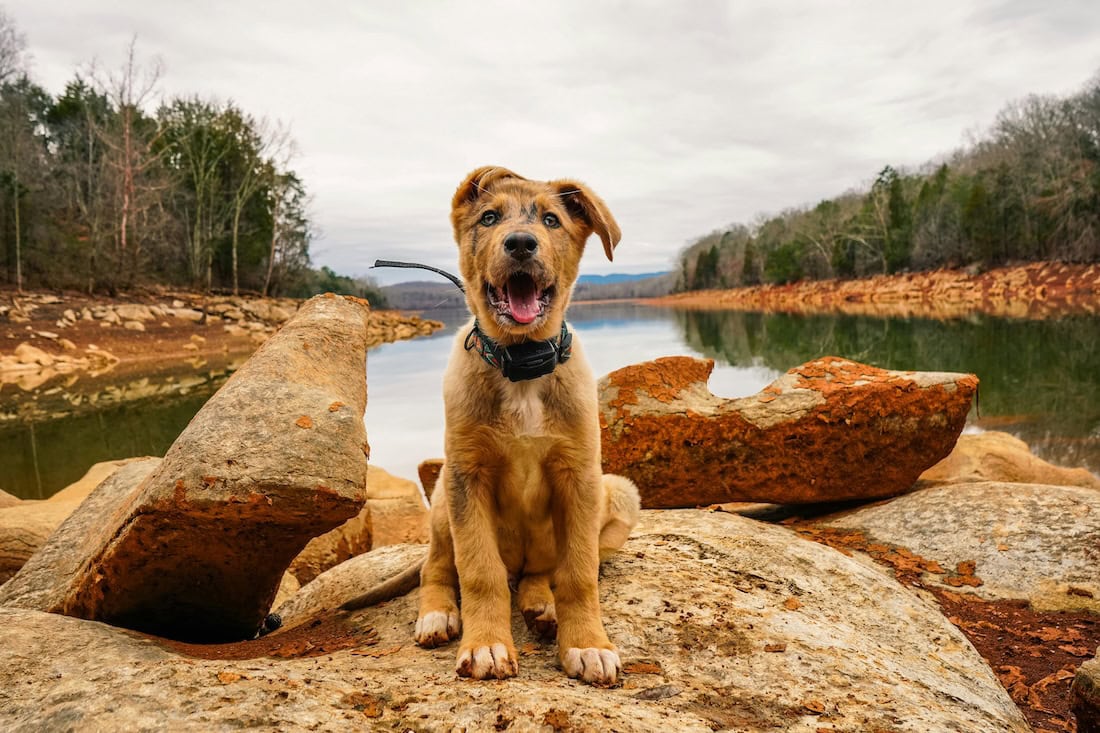 E-Collar Training Tips: How to Train Your Dog, Use a Shock Collar, and Improve Dog Training with an Electronic Collar 1 Daily Mom, Magazine for Families Training Dogs With Electronic Collars, E Collars For Dogs