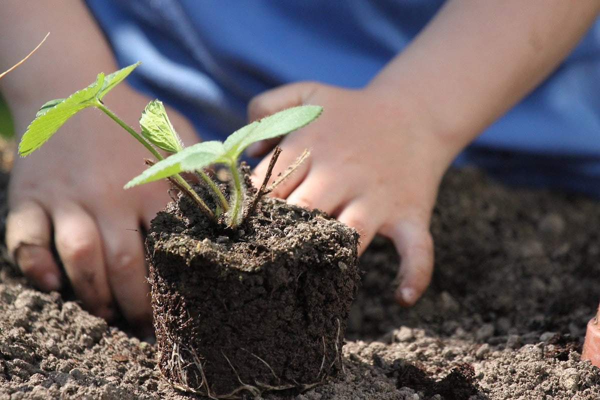 4 Fun Steps to Teach Kids Self-Sufficiency Garden Skills: How to Plan, Layout and Plant a Self-Sufficient Garden that can Feed Your Family 5 Daily Mom, Magazine for Families 4 Fun Steps To Teach Kids Self-Sufficiency Garden Skills: How To Plan, Layout And Plant A Self-Sufficient Garden That Can Feed Your Family 5 Daily Mom, Magazine For Families