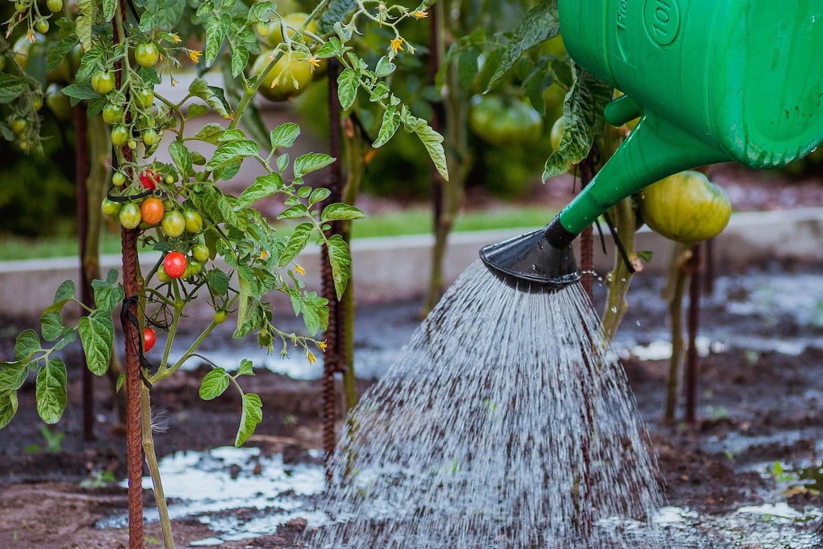 4 Fun Steps to Teach Kids Self-Sufficiency Garden Skills: How to Plan, Layout and Plant a Self-Sufficient Garden that can Feed Your Family 4 Daily Mom, Magazine for Families 4 Fun Steps To Teach Kids Self-Sufficiency Garden Skills: How To Plan, Layout And Plant A Self-Sufficient Garden That Can Feed Your Family 4 Daily Mom, Magazine For Families