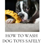 Daily mom parent portal how to wash dog toys