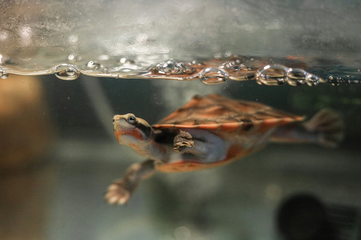 Homemade Turtle Tank Ideas That Actually Work: Diy Turtle Habitat Setups For Indoor Tanks, Basking Areas, And Terrariums 13 Daily Mom, Magazine For Families