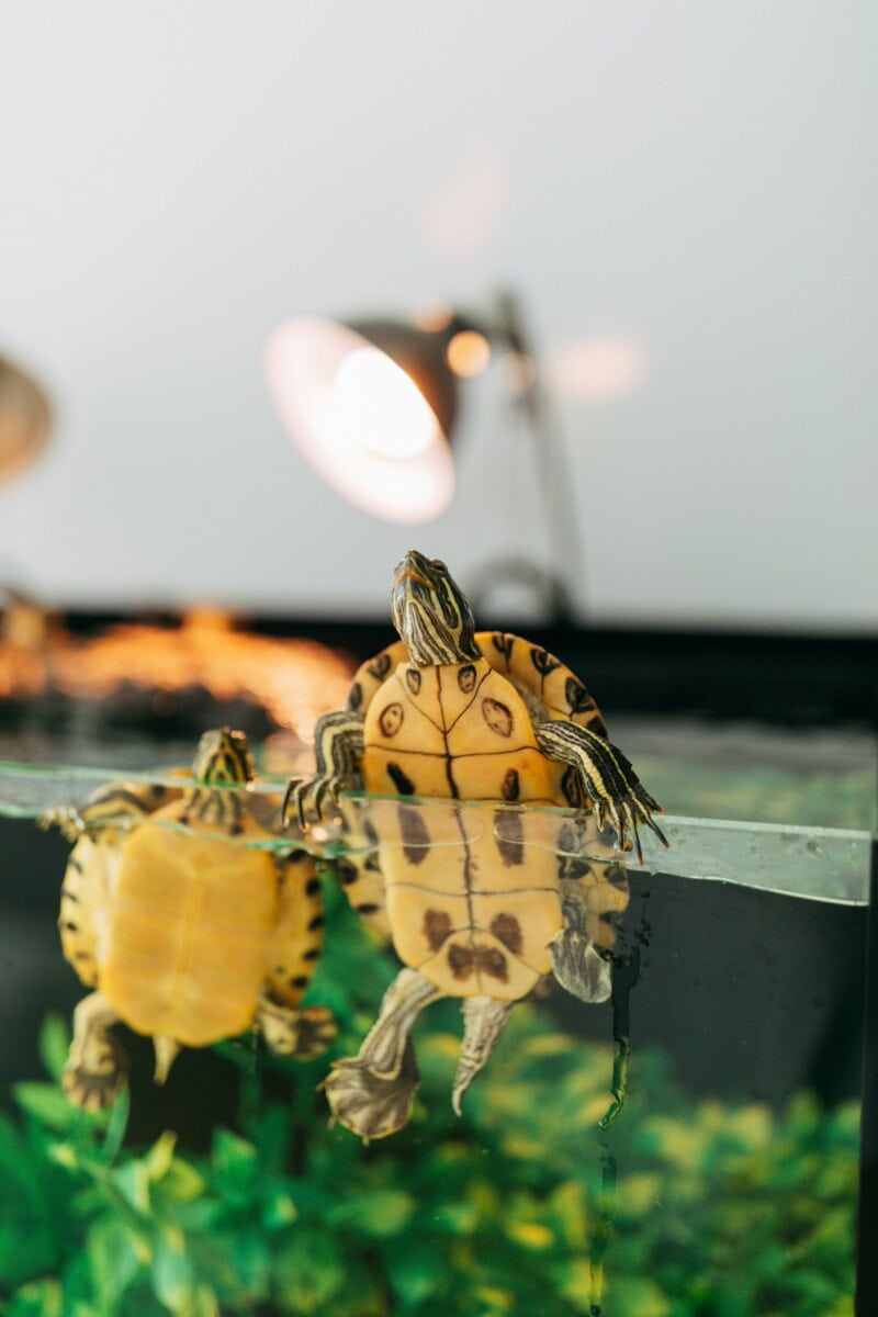 Homemade Turtle Tank Ideas That Actually Work: Diy Turtle Habitat Setups For Indoor Tanks, Basking Areas, And Terrariums 7 Daily Mom, Magazine For Families