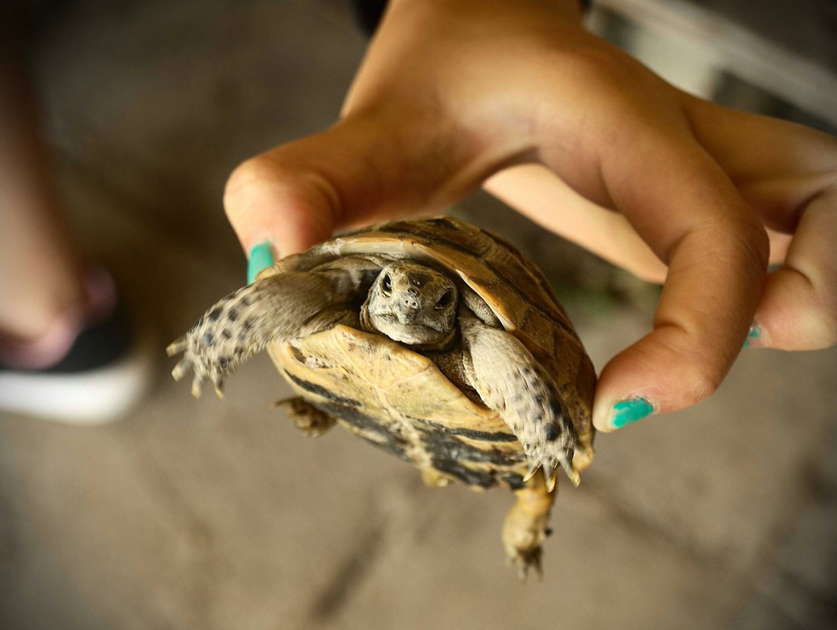Homemade Turtle Tank Ideas That Actually Work: Diy Turtle Habitat Setups For Indoor Tanks, Basking Areas, And Terrariums 22 Daily Mom, Magazine For Families