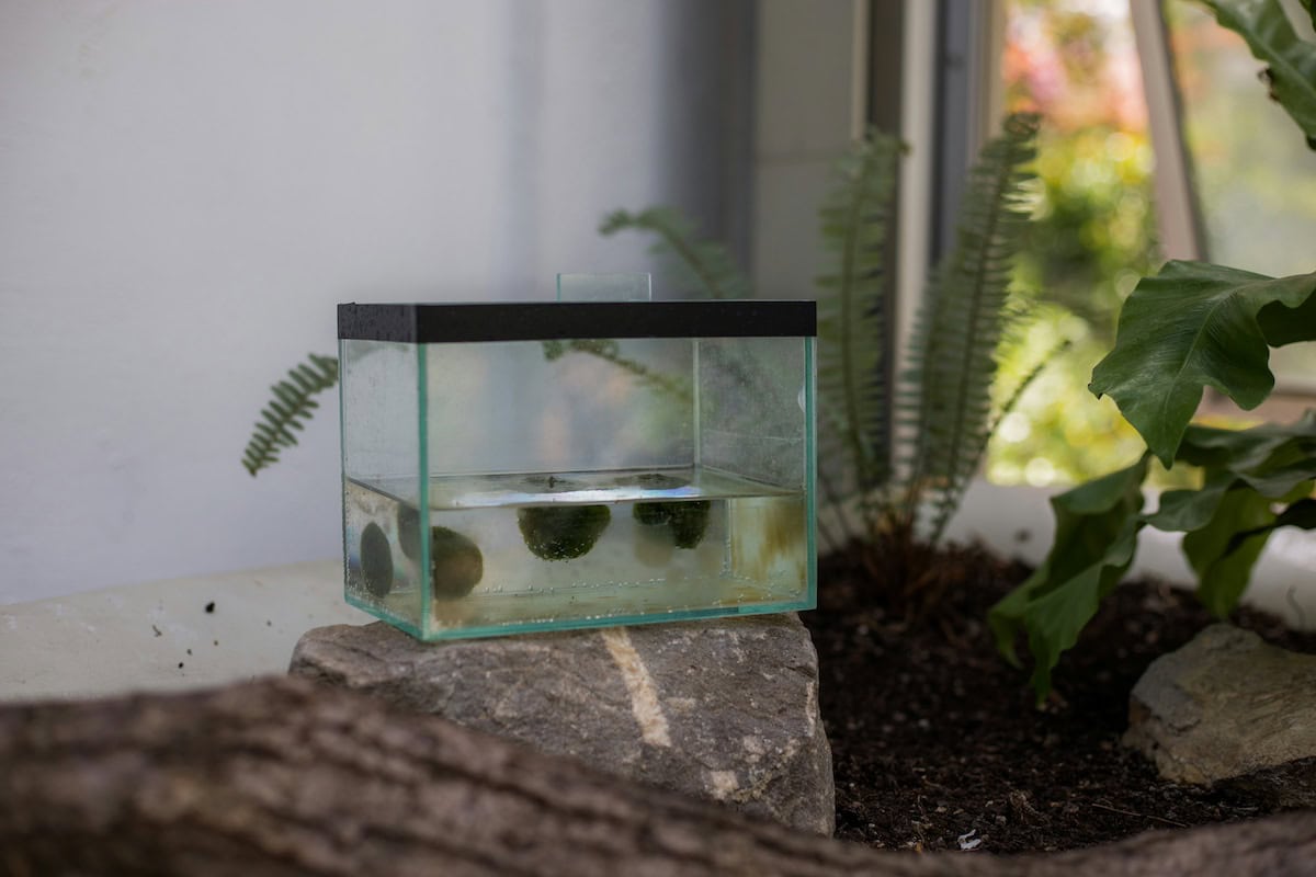 Homemade Turtle Tank Ideas That Actually Work: Diy Turtle Habitat Setups For Indoor Tanks, Basking Areas, And Terrariums 5 Daily Mom, Magazine For Families
