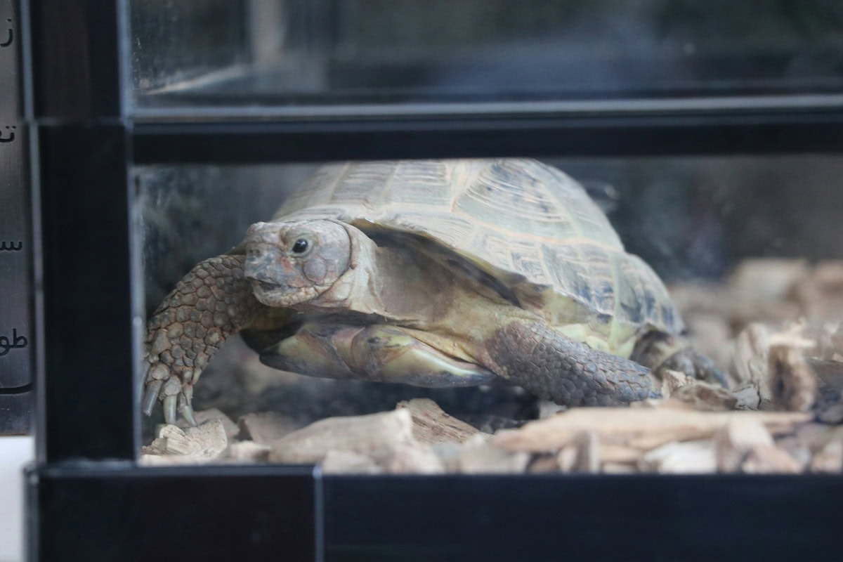 Homemade Turtle Tank Ideas That Actually Work: Diy Turtle Habitat Setups For Indoor Tanks, Basking Areas, And Terrariums 14 Daily Mom, Magazine For Families