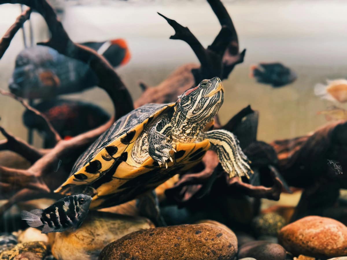 Homemade Turtle Tank Ideas That Actually Work: Diy Turtle Habitat Setups For Indoor Tanks, Basking Areas, And Terrariums 10 Daily Mom, Magazine For Families