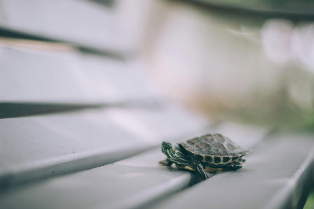 Homemade Turtle Tank Ideas That Actually Work: Diy Turtle Habitat Setups For Indoor Tanks, Basking Areas, And Terrariums 24 Daily Mom, Magazine For Families