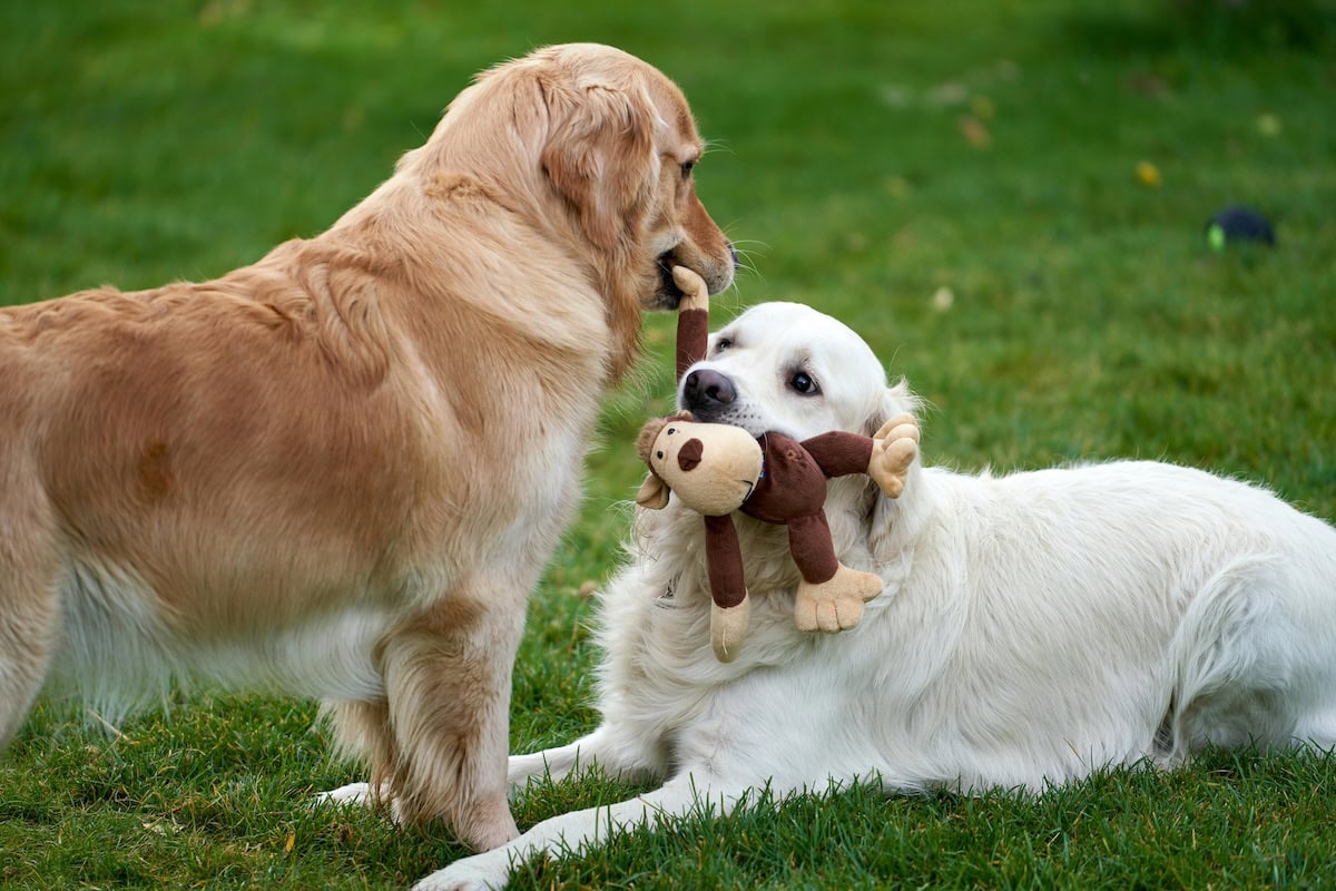 How to Wash Dog Toys Safely: The Best Ways to Clean Dog Toys, Disinfect Plush Dog Toys with Squeakers, and Keep Your Dog's Favorite Toys Fresh 1 Daily Mom, Magazine for Families Daily Mom Parent Portal How To Wash Dog Toys