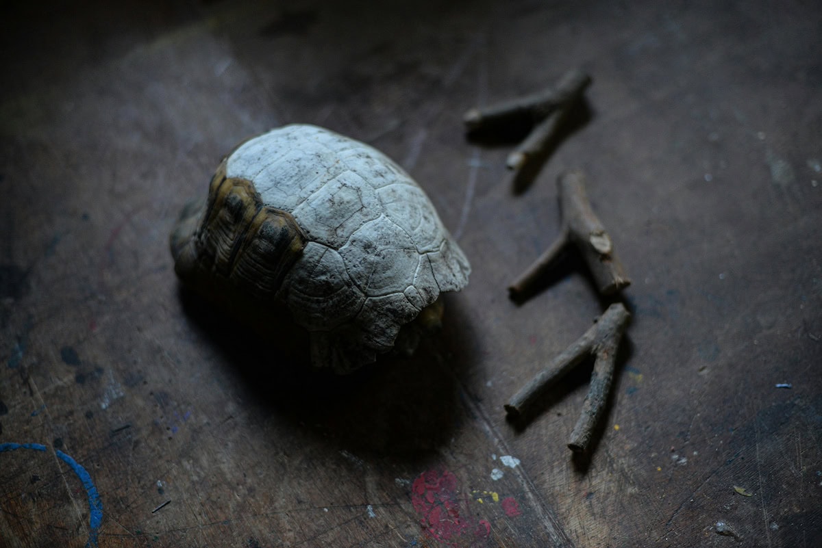Homemade Turtle Tank Ideas That Actually Work: Diy Turtle Habitat Setups For Indoor Tanks, Basking Areas, And Terrariums 3 Daily Mom, Magazine For Families