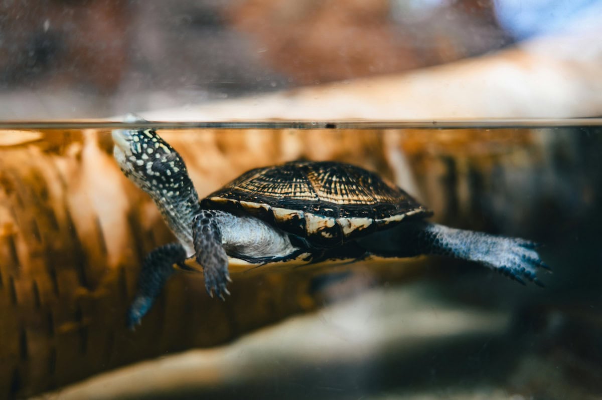Homemade Turtle Tank Ideas That Actually Work: Diy Turtle Habitat Setups For Indoor Tanks, Basking Areas, And Terrariums 12 Daily Mom, Magazine For Families