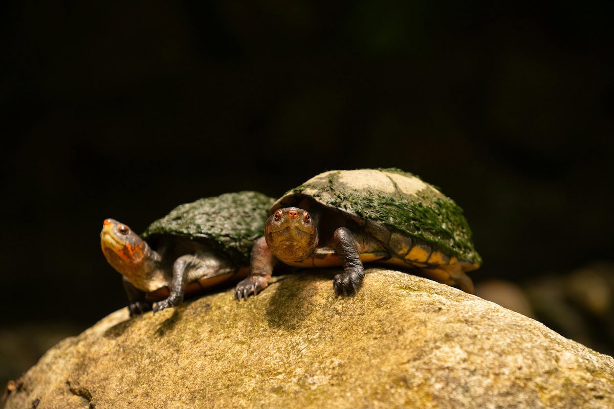Homemade Turtle Tank Ideas That Actually Work: Diy Turtle Habitat Setups For Indoor Tanks, Basking Areas, And Terrariums 16 Daily Mom, Magazine For Families