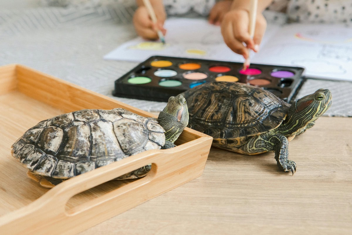 Homemade Turtle Tank Ideas That Actually Work: Diy Turtle Habitat Setups For Indoor Tanks, Basking Areas, And Terrariums 25 Daily Mom, Magazine For Families