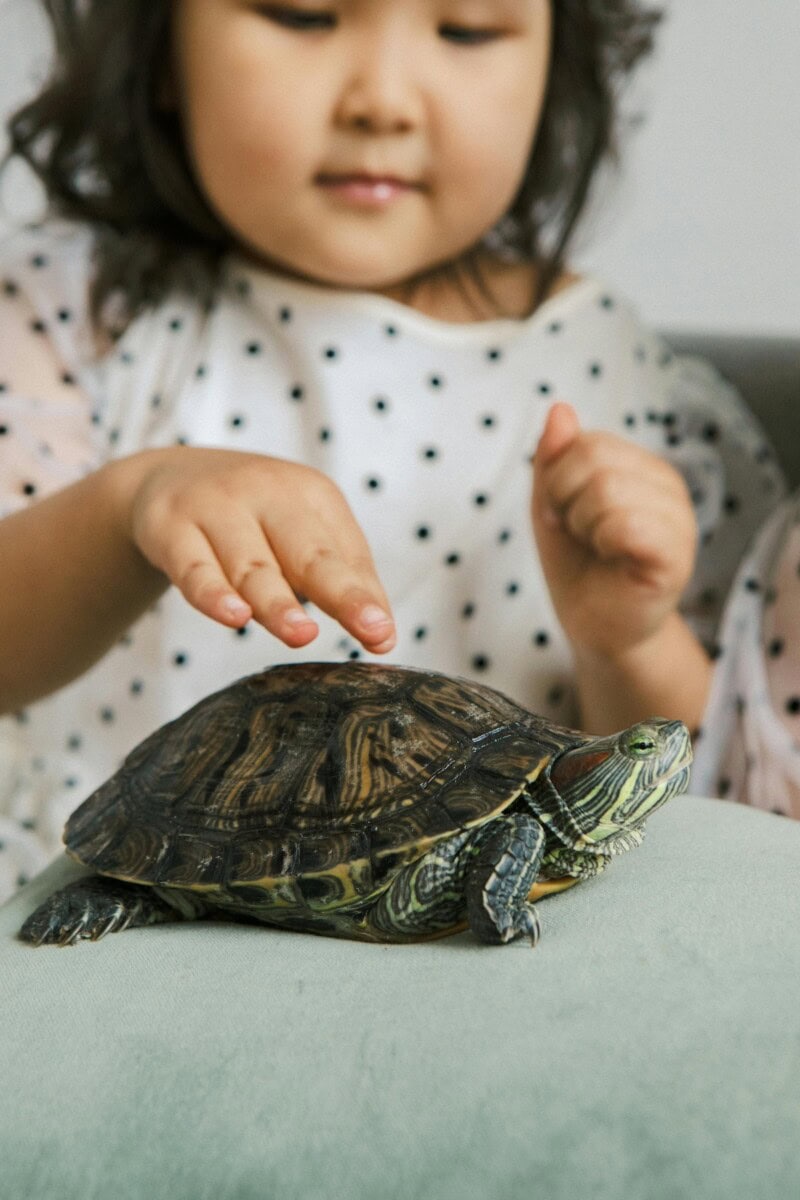 Homemade Turtle Tank Ideas That Actually Work: Diy Turtle Habitat Setups For Indoor Tanks, Basking Areas, And Terrariums 8 Daily Mom, Magazine For Families