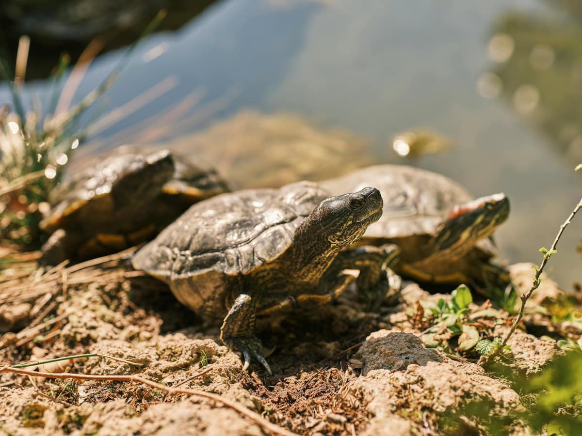 Homemade Turtle Tank Ideas That Actually Work: Diy Turtle Habitat Setups For Indoor Tanks, Basking Areas, And Terrariums 1 Daily Mom, Magazine For Families
