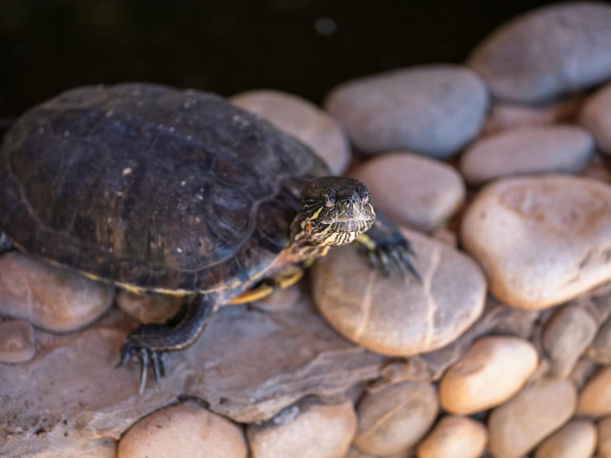 Homemade Turtle Tank Ideas That Actually Work: Diy Turtle Habitat Setups For Indoor Tanks, Basking Areas, And Terrariums 2 Daily Mom, Magazine For Families