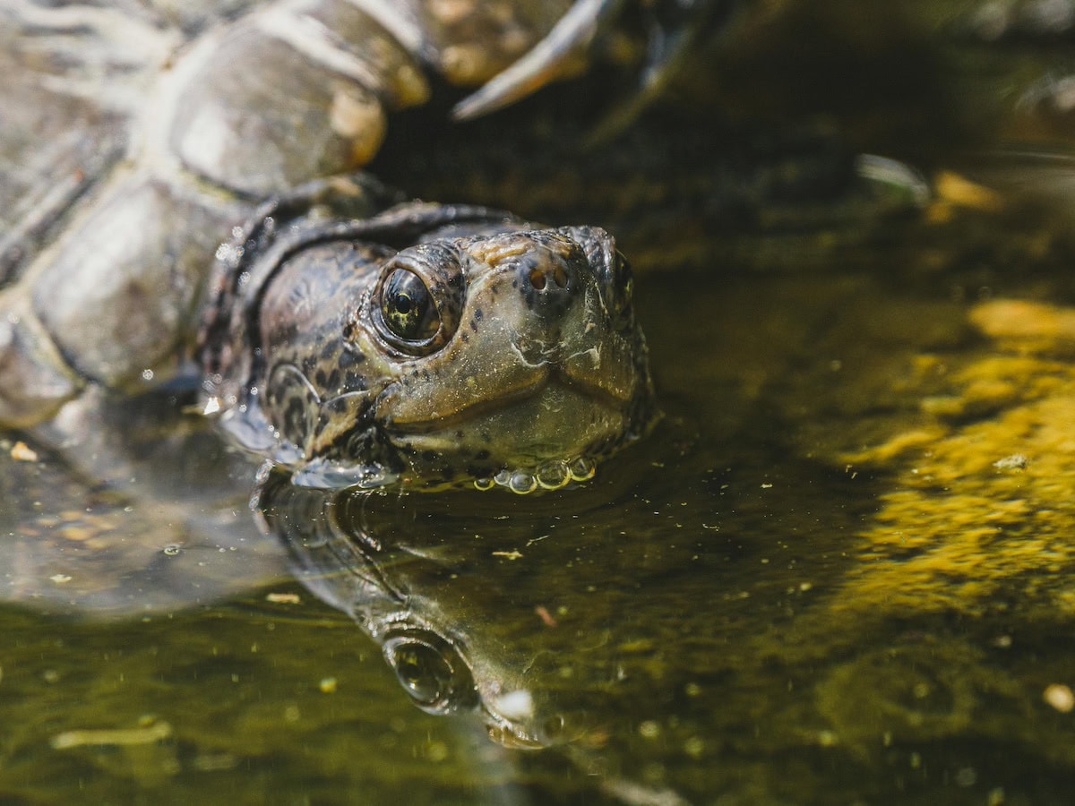 Homemade Turtle Tank Ideas That Actually Work: Diy Turtle Habitat Setups For Indoor Tanks, Basking Areas, And Terrariums 21 Daily Mom, Magazine For Families