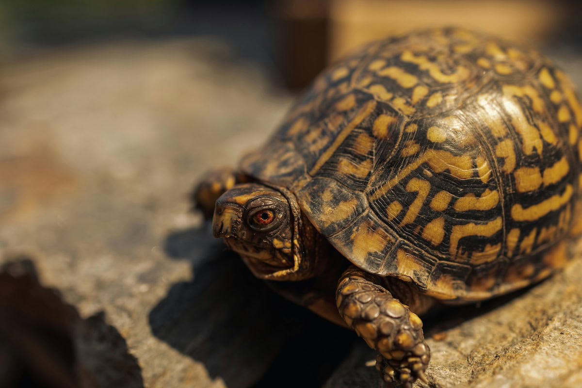 Homemade Turtle Tank Ideas That Actually Work: Diy Turtle Habitat Setups For Indoor Tanks, Basking Areas, And Terrariums 20 Daily Mom, Magazine For Families