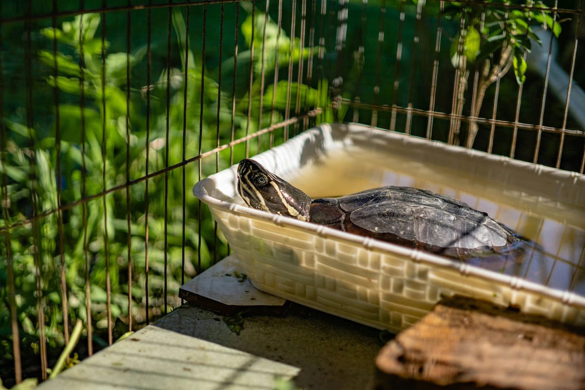 Homemade Turtle Tank Ideas That Actually Work: Diy Turtle Habitat Setups For Indoor Tanks, Basking Areas, And Terrariums 11 Daily Mom, Magazine For Families