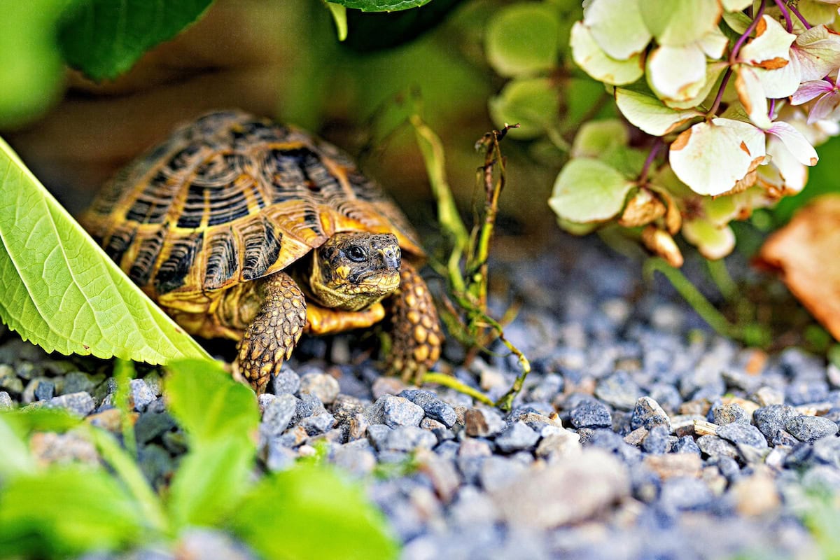 Homemade Turtle Tank Ideas That Actually Work: Diy Turtle Habitat Setups For Indoor Tanks, Basking Areas, And Terrariums 19 Daily Mom, Magazine For Families