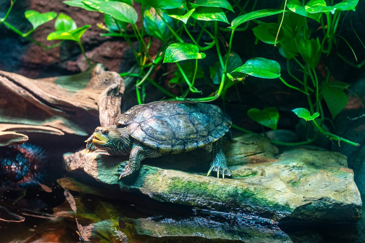 Homemade Turtle Tank Ideas That Actually Work: Diy Turtle Habitat Setups For Indoor Tanks, Basking Areas, And Terrariums 28 Daily Mom, Magazine For Families