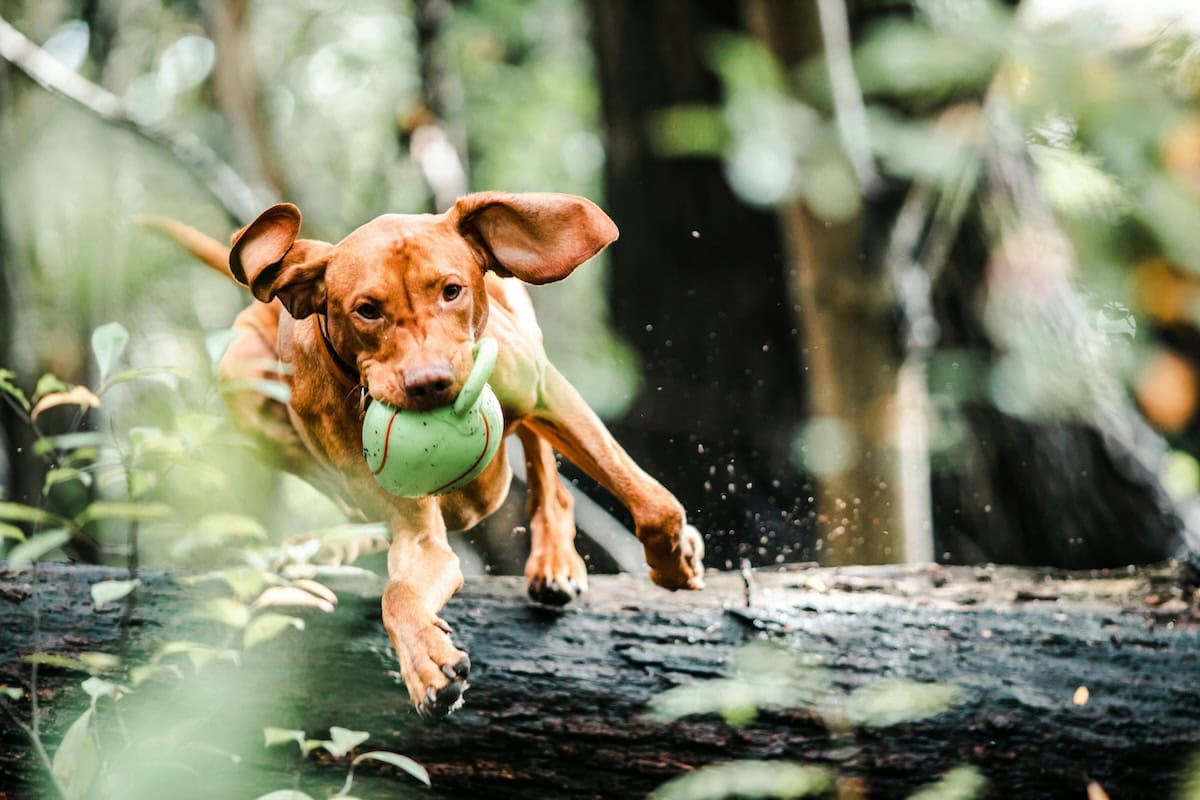 How to Wash Dog Toys Safely: The Best Ways to Clean Dog Toys, Disinfect Plush Dog Toys with Squeakers, and Keep Your Dog's Favorite Toys Fresh 2 Daily Mom, Magazine for Families Daily Mom Parent Portal How To Wash Dog Toys