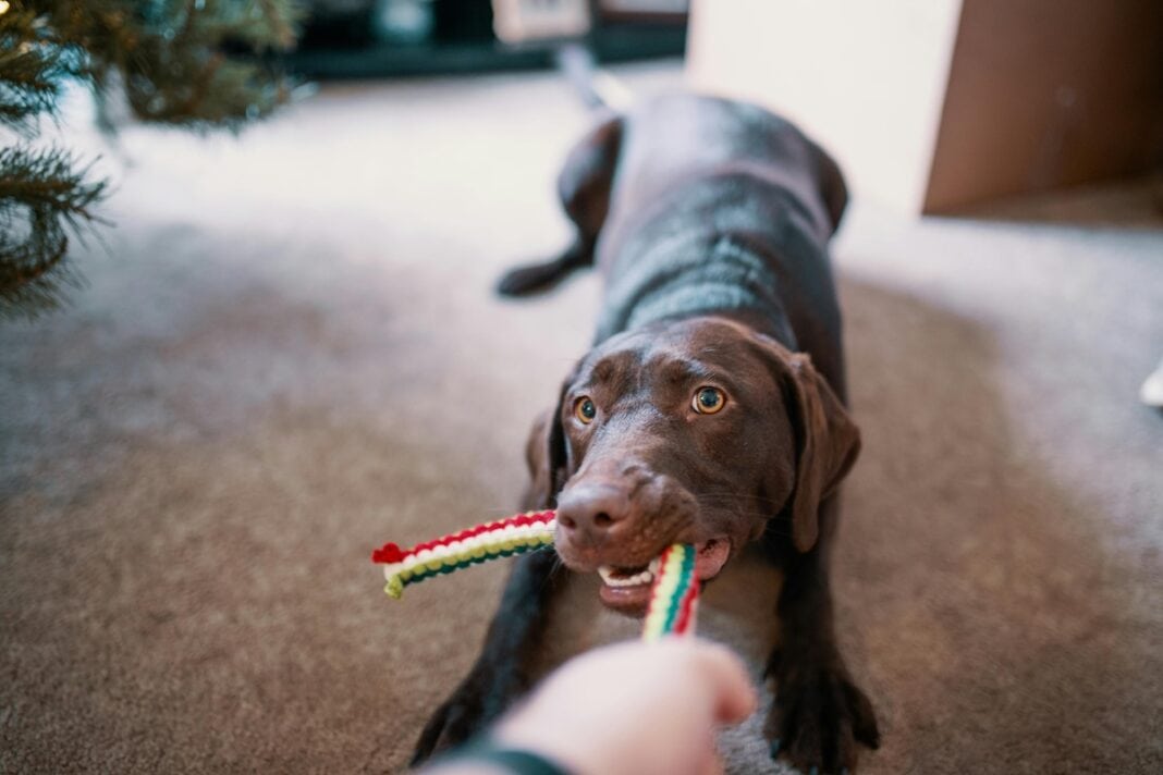 pexels-joshsorenson-1739093 Daily mom parent portal how to wash dog toys