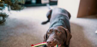 Daily mom parent portal how to wash dog toys