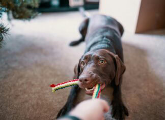 How to Wash Dog Toys Safely: The Best Ways to Clean Dog Toys, Disinfect Plush Dog Toys with Squeakers, and Keep Your Dog’s Favorite Toys Fresh Daily mom parent portal how to wash dog toys