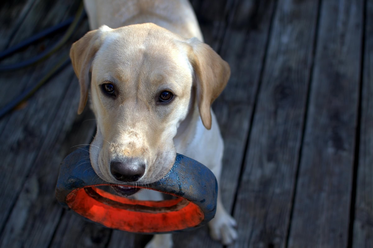 How to Wash Dog Toys Safely: The Best Ways to Clean Dog Toys, Disinfect Plush Dog Toys with Squeakers, and Keep Your Dog's Favorite Toys Fresh 3 Daily Mom, Magazine for Families Daily Mom Parent Portal How To Wash Dog Toys