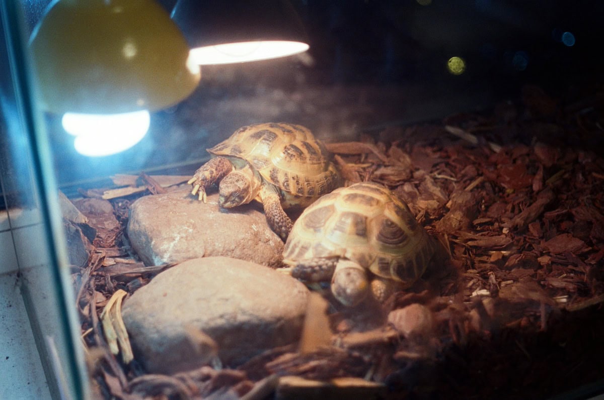Homemade Turtle Tank Ideas