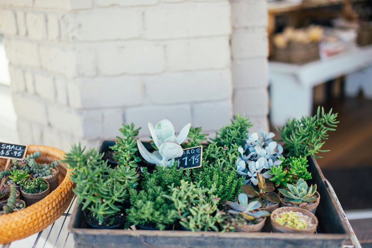 Homemade Turtle Tank Ideas That Actually Work: Diy Turtle Habitat Setups For Indoor Tanks, Basking Areas, And Terrariums 17 Daily Mom, Magazine For Families