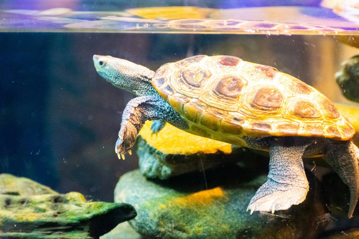 Homemade Turtle Tank Ideas That Actually Work: Diy Turtle Habitat Setups For Indoor Tanks, Basking Areas, And Terrariums 6 Daily Mom, Magazine For Families