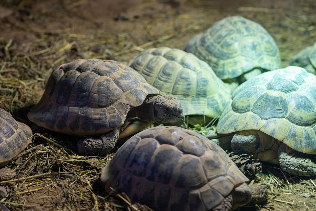 Homemade Turtle Tank Ideas That Actually Work: Diy Turtle Habitat Setups For Indoor Tanks, Basking Areas, And Terrariums 26 Daily Mom, Magazine For Families